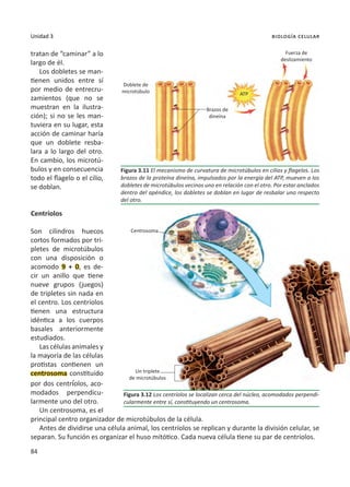 84
Unidad 3 biología celular
tratan de “caminar” a lo
largo de él.
Los dobletes se man-
tienen unidos entre sí
por medio de entrecru-
zamientos (que no se
muestran en la ilustra-
ción); si no se les man-
tuviera en su lugar, esta
acción de caminar haría
que un doblete resba-
lara a lo largo del otro.
En cambio, los microtú-
bulos y en consecuencia
todo el flagelo o el cilio,
se doblan.
Centríolos
Son cilindros huecos
cortos formados por tri-
pletes de microtúbulos
con una disposición o
acomodo 9 + 0, es de-
cir un anillo que tiene
nueve grupos (juegos)
de tripletes sin nada en
el centro. Los centríolos
tienen una estructura
idéntica a los cuerpos
basales anteriormente
estudiados.
Las células animales y
la mayoría de las células
protistas contienen un
centrosoma constituido
por dos centríolos, aco-
modados perpendicu-
larmente uno del otro.
Un centrosoma, es el
principal centro organizador de microtúbulos de la célula.
Antes de dividirse una célula animal, los centríolos se replican y durante la división celular, se
separan. Su función es organizar el huso mitótico. Cada nueva célula tiene su par de centríolos.
Figura 3.11 El mecanismo de curvatura de microtúbulos en cilios y flagelos. Los
brazos de la proteína dineína, impulsados por la energía del ATP, mueven a los
dobletes de microtúbulos vecinos uno en relación con el otro. Por estar anclados
dentro del apéndice, los dobletes se doblan en lugar de resbalar uno respecto
del otro.
Figura 3.12 Los centríolos se localizan cerca del núcleo, acomodados perpendi-
cularmente entre sí, constituyendo un centrosoma.
Fuerza de
deslizamiento
Brazos de
dineína
Centrosoma
Un triplete
de microtúbulos
ATP
Doblete de
microtúbulo
 
