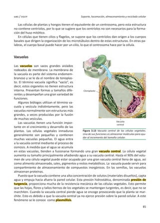 85
Soporte, locomoción, almacenamiento y reciclado celular
uas / dgep
Las células de plantas y hongos tienen el equivalente de un centrosoma, pero esta estructura
no contiene centríolos, por lo que se sugiere que los centríolos no son necesarios para la forma-
ción del huso mitótico.
En células que tienen cilios y flagelos, se supone que los centríolos dan origen a los cuerpos
basales que dirigen la organización de los microtúbulos dentro de estas estructuras. En otras pa-
labras, el cuerpo basal puede hacer por un cilio, lo que el centrosoma hace por la célula.
Vacuolas
Las vacuolas son sacos grandes aislados
rodeados de membrana. La membrana de
la vacuola es parte del sistema endomem-
branoso y se le da el nombre de tonoplas-
to. El término vacuola significa “vacío”, es
decir, estos organelos no tienen estructura
interna. Presentan formas y tamaños dife-
rentes y desempeñan una gran variedad de
funciones.
Algunos biólogos utilizan el término va-
cuola y vesícula indistintamente, pero las
vacuolas normalmente son estructuras más
grandes, a veces producidas por la fusión
de muchas vesículas.
Las vacuolas tienen una función impor-
tante en el crecimiento y desarrollo de las
plantas. Las células vegetales inmaduras
generalmente son pequeñas y contienen
muchas vacuolas pequeñas. El agua entra
a la vacuola central mediante el proceso de
osmosis. A medida que el agua se acumula
en estas vacuolas, tienden a fusionarse formando una gran vacuola central. La célula vegetal
aumenta su tamaño principalmente añadiendo agua a su vacuola central. Hasta el 90% del volu-
men de una célula vegetal puede estar ocupado por una gran vacuola central llena de agua, así
como alimento almacenado, sales, pigmentos y restos metabólicos. La vacuola puede servir para
compartimiento de almacenamiento de compuestos inorgánicos. En las semillas, las vacuolas
almacenan proteínas.
Puesto que la vacuola contiene una alta concentración de solutos (materiales disueltos), capta
agua y empuja hacia afuera la pared celular. Esta presión hidrostática, denominada presión de
turgencia, proporciona mucha de la resistencia mecánica de las células vegetales. Esto permite
que las hojas, flores y tallos tiernos de los vegetales se mantengan turgentes, es decir, que no se
marchiten. Cuando la vacuola central pierde agua se encoge provocando que la planta se mar-
chite. Esto es debido a que la vacuola central ya no ejerce presión sobre la pared celular. A este
fenómeno se le conoce como plasmólisis.
Figura 3.13 Vacuola central de las células vegetales.
Una de sus funciones es almacenar moléculas para ayu-
dar al incremento del tamaño celular.
Cloroplasto
Vacuola
central
 