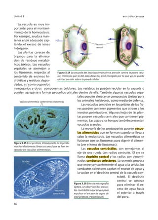 86
Unidad 3 biología celular
La vacuola es muy im-
portante para el manteni-
miento de la homeostasis.
Por ejemplo, ayuda a man-
tener el pH adecuado cap-
tando el exceso de iones
hidrógeno.
Las plantas carecen de
órganos para la elimina-
ción de residuos metabó-
licos tóxicos. Las vacuolas
vegetales se asemejan a
los lisosomas respecto al
contenido de enzimas hi-
drolíticas y residuos degra-
dados, así como organelos
innecesarios y otros componentes celulares. Los residuos se pueden reciclar en la vacuola o
pueden agregarse y formar pequeños cristales dentro de ella. También algunas vacuolas vege-
tales pueden almacenar compuestos tóxicos para
los animales herbívoros, como medio de defensa.
Las vacuolas centrales en los pétalos de las flo-
res pueden contener pigmentos que atraen a los
insectos polinizadores. Algunas hojas de las plan-
tas poseen vacuolas centrales que contienen pig-
mentos. Las algas y los hongos también presentan
vacuolas grandes.
La mayoría de los protozoarios poseen vacuo-
las alimenticias que se forman cuando se lleva a
cabo la endocitosis. Las vacuolas alimenticias se
fusionan con los lisosomas para digerir el alimen-
to (ver el tema de lisosomas).
Las vacuolas contráctiles, son semejantes al
eje de una rueda con radios centrales. El eje se
llama depósito central y los radios son denomi-
nados conductos colectores. La osmosis provoca
que entre constantemente el agua a la célula, los
conductos colectores captan el exceso de agua y
la vacían en el depósito central de la vacuola con-
tráctil. El depósito
central se contrae
para eliminar el ex-
ceso de agua hacia
el exterior a través
del poro.
Figura 3.14 La vacuola del lado izquierdo ejerce presión contra la pared celu-
lar, mientras que la del lado derecho, está encogida por lo que ya no puede
ejercer presión sobre la pared celular.
Figura 3.15 Este protista, Chilodonella ha ingerido
muchas diatomeas (áreas oscuras) que se han en-
cerrado en vacuolas alimenticias.
Figura 3.16 En esta micrografía
óptica, se observan dos vacuo-
las contráctiles que sirven para
expulsar el exceso de agua de
este protista, Paramecium.
Vacuola
central
Vacuola alimenticia conteniendo diatomeas
Núcleo
Vacuolas
contráctiles
 