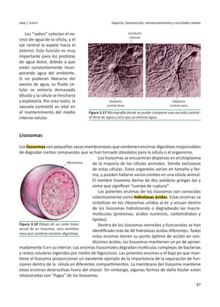 87
Soporte, locomoción, almacenamiento y reciclado celular
uas / dgep
Los “radios” colectan el ex-
ceso de agua de la célula, y el
eje central la expele hacia el
exterior. Esta función es muy
importante para los protistas
de agua dulce, debido a que
están constantemente incor-
porando agua del ambiente.
Si no pudieran liberarse del
exceso de agua, su fluido ce-
lular se volvería demasiado
diluido y la célula se hincharía
y explotaría. Por esta razón, la
vacuola contráctil es vital en
el mantenimiento del medio
interno celular.
Lisosomas
Los lisosomas son pequeños sacos membranosos que contienen enzimas digestivas responsables
de degradar ciertos compuestos que se han tornado obsoletos para la célula o el organismo.
Los lisosomas se encuentran dispersos en el citoplasma
de la mayoría de las células animales. Siendo exclusivos
de estas células. Estos organelos varían en tamaño y for-
ma, y pueden hallarse varios cientos en una célula animal.
El nombre lisosoma deriva de dos palabras griegas lyo y
soma que significan “cuerpo de ruptura”.
Las potentes enzimas de los lisosomas son conocidas
colectivamente como hidrolasas ácidas. Estas enzimas se
sintetizan en los ribosomas unidos al re y actuan dentro
de los lisosomas hidrolizando o degradando las macro-
moléculas (proteínas, ácidos nucleicos, carbohidratos y
lípidos).
Dentro de los lisosomas normales y funcionales se han
identificado más de 40 hidrolasas ácidas diferentes. Todas
estas enzimas tienen su punto óptimo de acción en con-
diciones ácidas; los lisosomas mantienen un pH de aproxi-
madamente 5 en su interior. Las enzimas lisosomales degradan moléculas complejas de bacterias
y restos celulares ingeridos por medio de fagocitosis. Las potentes enzimas y el bajo pH que man-
tiene el lisosoma proporcionan un excelente ejemplo de la importancia de la separación de fun-
ciones dentro de la célula en diferentes compartimientos. La membrana del lisosoma mantiene
estas enzimas destructivas fuera del citosol. Sin embargo, algunas formas de daño tisular están
relacionadas con “fugas” de los lisosomas.
Figura 3.18 Dibujo de un corte trans-
versal de un lisosoma, saco membra-
noso que contiene enzimas digestivas.
Figura 3.17 Micrografía donde se puede comparar una vacuola contrác-
til llena de agua y otra que ya eliminó agua.
Membrana
Depósito
central lleno
Conducto
colector
Depósito
central vacío
 