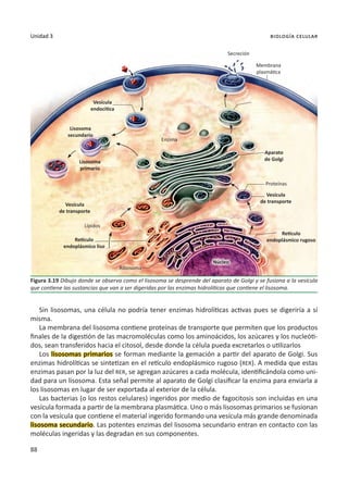 88
Unidad 3 biología celular
Sin lisosomas, una célula no podría tener enzimas hidrolíticas activas pues se digeriría a sí
misma.
La membrana del lisosoma contiene proteínas de transporte que permiten que los productos
finales de la digestión de las macromoléculas como los aminoácidos, los azúcares y los nucleóti-
dos, sean transferidos hacia el citosol, desde donde la célula pueda excretarlos o utilizarlos
Los lisosomas primarios se forman mediante la gemación a partir del aparato de Golgi. Sus
enzimas hidrolíticas se sintetizan en el retículo endoplásmico rugoso (RER). A medida que estas
enzimas pasan por la luz del RER, se agregan azúcares a cada molécula, identificándola como uni-
dad para un lisosoma. Esta señal permite al aparato de Golgi clasificar la enzima para enviarla a
los lisosomas en lugar de ser exportada al exterior de la célula.
Las bacterias (o los restos celulares) ingeridos por medio de fagocitosis son incluidas en una
vesícula formada a partir de la membrana plasmática. Uno o más lisosomas primarios se fusionan
con la vesícula que contiene el material ingerido formando una vesícula más grande denominada
lisosoma secundario. Las potentes enzimas del lisosoma secundario entran en contacto con las
moléculas ingeridas y las degradan en sus componentes.
Figura 3.19 Dibujo donde se observa como el lisosoma se desprende del aparato de Golgi y se fusiona a la vesícula
que contiene las sustancias que van a ser digeridas por las enzimas hidrolíticas que contiene el lisosoma.
Secreción
Membrana
plasmática
Aparato
de Golgi
Vesícula
de transporte
Retículo
endoplásmico rugoso
Núcleo
Ribosoma
Proteínas
Lípidos
Enzima
Retículo
endoplásmico liso
Vesícula
de transporte
Vesícula
endocitica
Lisosoma
primario
Lisosoma
secundario
 