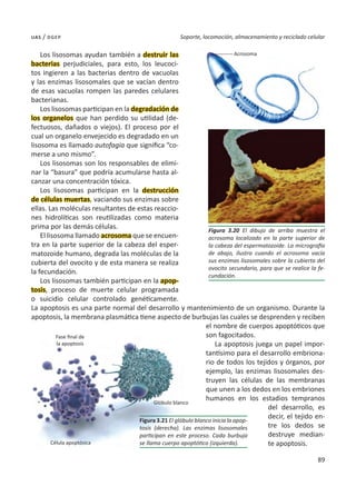 89
Soporte, locomoción, almacenamiento y reciclado celular
uas / dgep
Los lisosomas ayudan también a destruir las
bacterias perjudiciales, para esto, los leucoci-
tos ingieren a las bacterias dentro de vacuolas
y las enzimas lisosomales que se vacían dentro
de esas vacuolas rompen las paredes celulares
bacterianas.
Los lisosomas participan en la degradación de
los organelos que han perdido su utilidad (de-
fectuosos, dañados o viejos). El proceso por el
cual un organelo envejecido es degradado en un
lisosoma es llamado autofagia que significa “co-
merse a uno mismo”.
Los lisosomas son los responsables de elimi-
nar la “basura” que podría acumularse hasta al-
canzar una concentración tóxica.
Los lisosomas participan en la destrucción
de células muertas, vaciando sus enzimas sobre
ellas. Las moléculas resultantes de estas reaccio-
nes hidrolíticas son reutilizadas como materia
prima por las demás células.
El lisosoma llamado acrosoma que se encuen-
tra en la parte superior de la cabeza del esper-
matozoide humano, degrada las moléculas de la
cubierta del ovocito y de esta manera se realiza
la fecundación.
Los lisosomas también participan en la apop-
tosis, proceso de muerte celular programada
o suicidio celular controlado genéticamente.
La apoptosis es una parte normal del desarrollo y mantenimiento de un organismo. Durante la
apoptosis, la membrana plasmática tiene aspecto de burbujas las cuales se desprenden y reciben
el nombre de cuerpos apoptóticos que
son fagocitados.
La apoptosis juega un papel impor-
tantísimo para el desarrollo embriona-
rio de todos los tejidos y órganos, por
ejemplo, las enzimas lisosomales des-
truyen las células de las membranas
que unen a los dedos en los embriones
humanos en los estadios tempranos
del desarrollo, es
decir, el tejido en-
tre los dedos se
destruye median-
te apoptosis.
Figura 3.20 El dibujo de arriba muestra el
acrosoma localizado en la parte superior de
la cabeza del espermatozoide. La micrografía
de abajo, ilustra cuando el acrosoma vacía
sus enzimas lisosomales sobre la cubierta del
ovocito secundario, para que se realice la fe-
cundación.
Figura 3.21 El glóbulo blanco inicia la apop-
tosis (derecha). Las enzimas lisosomales
participan en este proceso. Cada burbuja
se llama cuerpo apoptótico (izquierda).
Acrosoma
Fase final de
la apoptosis
Célula apoptósica
Glóbulo blanco
 