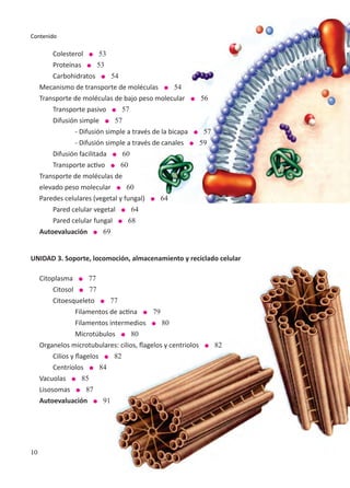 10
Contenido uas
	Colesterol l 53
	Proteínas l 53
	Carbohidratos l 54
Mecanismo de transporte de moléculas l 54
Transporte de moléculas de bajo peso molecular l 56
	 Transporte pasivo l 57
	Difusión simple l 57
		 - Difusión simple a través de la bicapa l 57
		 - Difusión simple a través de canales l 59
	Difusión facilitada l 60
	 Transporte activo l 60
Transporte de moléculas de
elevado peso molecular l 60
Paredes celulares (vegetal y fungal) l 64
	 Pared celular vegetal l 64
	 Pared celular fungal l 68
Autoevaluación l 69
UNIDAD 3. Soporte, locomoción, almacenamiento y reciclado celular
Citoplasma l 77
	Citosol l 77
	Citoesqueleto l 77
		 Filamentos de actina l 79
		 Filamentos intermedios l 80
		 Microtúbulos l 80
Organelos microtubulares: cilios, flagelos y centriolos l 82
	 Cilios y flagelos l 82
	Centríolos l 84
Vacuolas l 85
Lisosomas l 87
Autoevaluación l 91
UAS
 