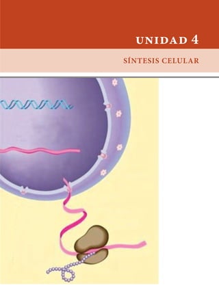 unidad 4
Síntesis celular
 