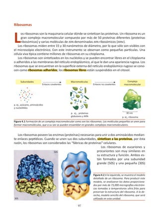 97
Ribosomas
L
os ribosomas son la maquinaria celular dónde se sintetizan las proteínas. Un ribosoma es un
gran complejo macromolecular compuesto por más de 50 proteínas diferentes (proteínas
ribosómicas) y varias moléculas de ARN denominadas ARN ribosómicos (ARNr).
Los ribosomas miden entre 15 y 30 nanómetros de diámetro, por lo que sólo son visibles con
el microscópio electrónico. Con este instrumento se observan como pequeñas partículas. Una
célula viva típica contiene millones de ribosomas en su citoplasma.
Los ribosomas son sintetizados en los nucléolos y se pueden encontrar libres en el citoplasma
o adheridos a las membranas del retículo endoplásmico, al que le dan una apariencia rugosa. Los
ribosomas que se encuentran en la superficie externa del retículo endoplásmico rugoso se cono-
cen como ribosomas adheridos; los ribosomas libres están suspendidos en el citosol.
Los ribosomas poseen las enzimas (proteínas) necesarias para unir a dos aminoácidos median-
te enlaces peptídicos. Cuando se unen sus dos subunidades, sintetizan a las proteínas, por ésta
razón, los ribosomas son considerados las “fábricas de proteínas” celulares.
Los ribosomas de eucariones y
procariontes son muy similares en
su estructura y función. Ambos es-
tán formados por una subunidad
grande (50S) y una pequeña (30S)
Figura 4.2 A la izquierda, se muestra el modelo
detallado de un ribosoma. Para producir este
modelo, se analizaron los datos proporciona-
dos por más de 73,000 micrografías electróni-
cas tomadas a temperaturas ultra frías para
preservar la estructura del ribosoma. A la de-
recha, modelo sencillo del ribosoma, que será
utilizado en esta unidad.
Figura 4.1 Formación de un complejo macromolecular como son los ribosomas. Las moléculas pequeñas se unen para
formar macromoléculas, que a su vez se pueden ensamblar en grandes complejos macromoleculares.
Subunidades
50S
30S
p. ej., azúcares, aminoácidos
y nucleótidos
p. ej., proteínas
globulares y ARN p. ej., ribosoma
30 nm
Enlaces covalentes Enlaces no covalentes
Macromoléculas Complejo
macromolecular
 