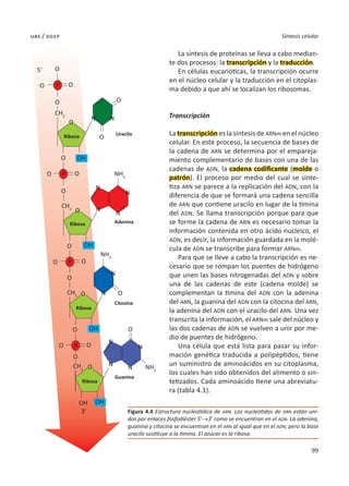 99
Síntesis celular
uas / dgep
La síntesis de proteínas se lleva a cabo median-
te dos procesos: la transcripción y la traducción.
En células eucarióticas, la transcripción ocurre
en el núcleo celular y la traducción en el citoplas-
ma debido a que ahí se localizan los ribosomas.
Transcripción
La transcripción es la síntesis de ARNm en el núcleo
celular. En este proceso, la secuencia de bases de
la cadena de ARN se determina por el empareja-
miento complementario de bases con una de las
cadenas de ADN, la cadena codificante (molde o
patrón). El proceso por medio del cual se sinte-
tiza ARN se parece a la replicación del ADN, con la
diferencia de que se formará una cadena sencilla
de ARN que contiene uracilo en lugar de la timina
del ADN. Se llama transcripción porque para que
se forme la cadena de ARN es necesario tomar la
información contenida en otro ácido nucleico, el
ADN, es decir, la información guardada en la molé-
cula de ADN se transcribe para formar ARNm.
Para que se lleve a cabo la transcripción es ne-
cesario que se rompan los puentes de hidrógeno
que unen las bases nitrogenadas del ADN y sobre
una de las cadenas de este (cadena molde) se
complementan la timina del ADN con la adenina
del ARN, la guanina del ADN con la citocina del ARN,
la adenina del ADN con el uracilo del ARN. Una vez
transcrita la información, el ARNm sale del núcleo y
las dos cadenas de ADN se vuelven a unir por me-
dio de puentes de hidrógeno.
Una célula que está lista para pasar su infor-
mación genética traducida a polipéptidos, tiene
un suministro de aminoácidos en su citoplasma,
los cuales han sido obtenidos del alimento o sin-
tetizados. Cada aminoácido tiene una abreviatu-
ra (tabla 4.1).
Figura 4.4 Estructura nucleotídica de ARN. Los nucleótidos de ARN están uni-
dos por enlaces fosfodiéster 5’→3’ como se encuentran en el ADN. La adenina,
guanina y citocina se encuentran en el ARN al igual que en el ADN, pero la base
uracilo sustituye a la timina. El azúcar es la ribosa.
Uraclio
O
O
O
O
O
O
O
O
O
O
O
O
O
O
O
O
3’
O
O
N
N
N
N
N
N
N
N
N
N
N
N
O
CH2
CH2
CH2
CH2
NH2
NH2
NH2
O
-
O
-
O
-
O
-
O
5’
Adenina
Citosina
Guanina
Ribosa
Ribosa
Ribosa
Ribosa
P
P
P
P
OH
OH
OH
OH OH
 