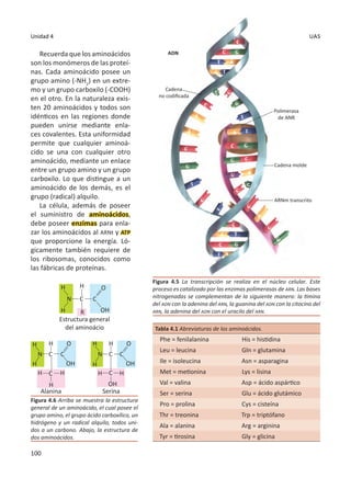 100
Unidad 4 biología celular
Recuerda que los aminoácidos
son los monómeros de las proteí-
nas. Cada aminoácido posee un
grupo amino (-NH2
) en un extre-
mo y un grupo carboxilo (-COOH)
en el otro. En la naturaleza exis-
ten 20 aminoácidos y todos son
idénticos en las regiones donde
pueden unirse mediante enla-
ces covalentes. Esta uniformidad
permite que cualquier aminoá-
cido se una con cualquier otro
aminoácido, mediante un enlace
entre un grupo amino y un grupo
carboxilo. Lo que distingue a un
aminoácido de los demás, es el
grupo (radical) alquilo.
La célula, además de poseer
el suministro de aminoácidos,
debe poseer enzimas para enla-
zar los aminoácidos al ARNt y ATP
que proporcione la energía. Ló-
gicamente también requiere de
los ribosomas, conocidos como
las fábricas de proteínas.
Tabla 4.1 Abreviaturas de los aminoácidos.
Phe = fenilalanina His = histidina
Leu = leucina Gln = glutamina
Ile = isoleucina Asn = asparagina
Met = metionina Lys = lisina
Val = valina Asp = ácido aspártico
Ser = serina Glu = ácido glutámico
Pro = prolina Cys = cisteína
Thr = treonina Trp = triptófano
Ala = alanina Arg = arginina
Tyr = tirosina Gly = glicina
UAS
Figura 4.5 La transcripción se realiza en el núcleo celular. Este
proceso es catalizado por las enzimas polimerasas de ARN. Las bases
nitrogenadas se complementan de la siguiente manera: la timina
del ADN con la adenina del ARN, la guanina del ADN con la citocina del
ARN, la adenina del ADN con el uracilo del ARN.
Figura 4.6 Arriba se muestra la estructura
general de un aminoácido, el cual posee el
grupo amino, el grupo ácido carboxílico, un
hidrógeno y un radical alquilo, todos uni-
dos a un carbono. Abajo, la estructura de
dos aminoácidos.
Cadena
no codificada
ADN
Cadena molde
ARNm transcrito
H O
O O
Estructura general
del aminoácio
Alanina Serina
N
N N
C
C
C
C C
C
C
C
H
H
H H H H
H
H H
H
H H
H
R OH
OH OH
OH
Polimerasa
de ANR
 