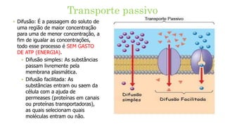 Transporte passivo
‣ Difusão: É a passagem do soluto de
uma região de maior concentração
para uma de menor concentração, a
fim de igualar as concentrações,
todo esse processo é SEM GASTO
DE ATP (ENERGIA).
‣ Difusão simples: As substâncias
passam livremente pela
membrana plasmática.
‣ Difusão facilitada: As
substâncias entram ou saem da
célula com a ajuda de
permeases (proteínas em canais
ou proteínas transportadoras),
as quais selecionam quais
moléculas entram ou não.
 
