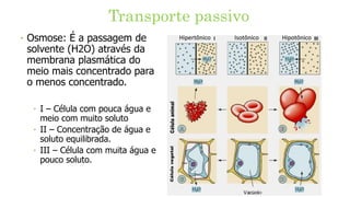 Transporte passivo
‣ Osmose: É a passagem de
solvente (H2O) através da
membrana plasmática do
meio mais concentrado para
o menos concentrado.
‣ I – Célula com pouca água e
meio com muito soluto
‣ II – Concentração de água e
soluto equilibrada.
‣ III – Célula com muita água e
pouco soluto.
Hipotônico
Isotônico
Hipertônico
 