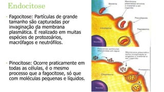 Endocitose
‣ Fagocitose: Partículas de grande
tamanho são capturadas por
invaginação da membrana
plasmática. É realizado em muitas
espécies de protozoários,
macrófagos e neutrófilos.
‣ Pinocitose: Ocorre praticamente em
todas as células, é o mesmo
processo que a fagocitose, só que
com moléculas pequenas e líquidos.
 