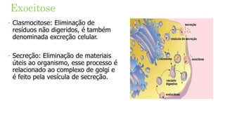 Exocitose
‣ Clasmocitose: Eliminação de
resíduos não digeridos, é também
denominada excreção celular.
‣ Secreção: Eliminação de materiais
úteis ao organismo, esse processo é
relacionado ao complexo de golgi e
é feito pela vesícula de secreção.
 