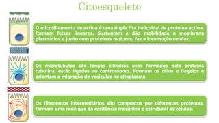 Citoesqueleto
O microfilamento de actina é uma dupla fita helicoidal da proteína actina,
formam feixes lineares. Sustentam e dão mobilidade a membrana
plasmática e junto com proteínas motoras, faz a locomoção celular.
Os microtubulos são longos cilindros ocos formados pela proteína
tubulina, estão ligados ao centrossomo. Formam os cílios e flagelos e
orientam a migração de vesículas no citoplasma.
Os filamentos intermediários são compostos por diferentes proteínas,
formam uma rede que dá resitência mecânica e estrutural às células.
 