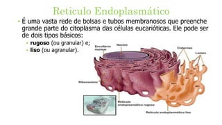 Reticulo Endoplasmático
‣ É uma vasta rede de bolsas e tubos membranosos que preenche
grande parte do citoplasma das células eucarióticas. Ele pode ser
de dois tipos básicos:
‣ rugoso (ou granular) e;
‣ liso (ou agranular).
 