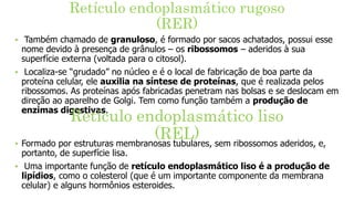Retículo endoplasmático rugoso
(RER)
‣ Também chamado de granuloso, é formado por sacos achatados, possui esse
nome devido à presença de grânulos – os ribossomos – aderidos à sua
superfície externa (voltada para o citosol).
‣ Localiza-se “grudado” no núcleo e é o local de fabricação de boa parte da
proteína celular, ele auxilia na síntese de proteínas, que é realizada pelos
ribossomos. As proteínas após fabricadas penetram nas bolsas e se deslocam em
direção ao aparelho de Golgi. Tem como função também a produção de
enzimas digestivas.
Retículo endoplasmático liso
(REL)
‣ Formado por estruturas membranosas tubulares, sem ribossomos aderidos, e,
portanto, de superfície lisa.
‣ Uma importante função de retículo endoplasmático liso é a produção de
lipídios, como o colesterol (que é um importante componente da membrana
celular) e alguns hormônios esteroides.
 