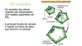 Os vacúolos
‣ Os vacúolos das células
vegetais são interpretados
com regiões expandidas do
REL.
‣ A principal função do vacúolo
é regular as trocas de água
que ocorrem na osmose.
 