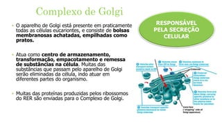 Complexo de Golgi
RESPONSÁVEL
PELA SECREÇÃO
CELULAR
‣ O aparelho de Golgi está presente em praticamente
todas as células eucariontes, e consiste de bolsas
membranosas achatadas, empilhadas como
pratos.
‣ Atua como centro de armazenamento,
transformação, empacotamento e remessa
de substâncias na célula. Muitas das
substâncias que passam pelo aparelho de Golgi
serão eliminadas da célula, indo atuar em
diferentes partes do organismo.
‣ Muitas das proteínas produzidas pelos ribossomos
do RER são enviadas para o Complexo de Golgi.
 