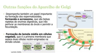 Outras funções do Aparelho de Golgi
‣ Desempenha também um papel importante
na formação dos espermatozoides,
formando o acrossoma, que são bolsas
repletas de enzimas digestivas, que irão
perfurar as membranas do óvulo e permitir a
fecundação.
‣ Formação da lamela média em células
vegetais, que é a primeira membrana que
separa duas células recém-originadas na
divisão celular.
Lamela média
Acrossoma
 