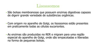 Lisossomos
‣ São bolsas membranosas que possuem enzimas digestivas capazes
de digerir grande variedade de substâncias orgânicas.
‣ Com origem no aparelho de Golgi, os lisossomos estão presentes
em praticamente todas as células eucariontes.
‣ As enzimas são produzidas no RER e migram para uma região
especial do aparelho de Golgi, onde são empacotadas e liberadas
na forma de pequenas bolsas.
 
