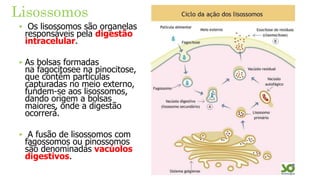 Lisossomos
‣ Os lisossomos são organelas
responsáveis pela digestão
intracelular.
‣ As bolsas formadas
na fagocitosee na pinocitose,
que contêm partículas
capturadas no meio externo,
fundem-se aos lisossomos,
dando origem a bolsas
maiores, onde a digestão
ocorrerá.
‣ A fusão de lisossomos com
fagossomos ou pinossomos
são denominadas vacúolos
digestivos.
 