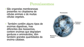 Peroxissomos
‣ São organelas membranosas
presentes no citoplasma de
células animais e de muitas
células vegetais.
‣ Também contêm alguns tipos de
enzimas digestivas, mas
diferentes dos lisossomos,
contem enzimas que degradam
gorduras e aminoácidos, têm
também grandes quantidades da
enzima catalase.
 