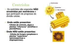 Centríolos
‣ Os centríolos são organelas NÃO
envolvidas por membrana e
que participam do progresso de
divisão celular.
‣ Onde estão presentes:
‣ Células de animais, algas e
plantas “inferiores” (briófitas e
pteridófitas).
‣ Onde NÃO estão presentes:
‣ Células de fungos complexos e
plantas “superiores”
(gimnospermas e
angiospermas).
 