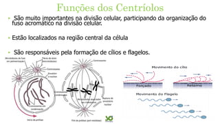 ‣ São muito importantes na divisão celular, participando da organização do
fuso acromático na divisão celular.
‣ Estão localizados na região central da célula
‣ São responsáveis pela formação de cílios e flagelos.
Funções dos Centríolos
 