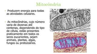 ‣ Produzem energia para todas
as atividades celulares.
‣ As mitocôndrias, cujo número
varia de dezenas até
centenas, dependendo do tipo
de célula, estão presentes
praticamente em todos os
seres eucariontes, sejam
animais, plantas, algas,
fungos ou protozoários.
Mitocôndria
 