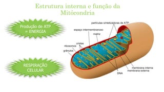 Estrutura interna e função da
Mitôcondria
Produção de ATP
= ENERGIA
RESPIRAÇÃO
CELULAR
 