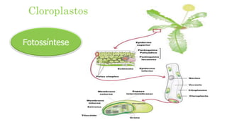 Cloroplastos
Fotossíntese
 