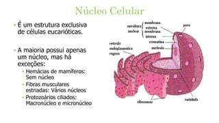 ‣ É um estrutura exclusiva
de células eucarióticas.
‣ A maioria possui apenas
um núcleo, mas há
exceções:
‣ Hemácias de mamíferos:
Sem núcleo
‣ Fibras musculares
estriadas: Vários núcleos
‣ Protozoários ciliados:
Macronúcleo e micronúcleo
Núcleo Celular
 