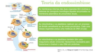 Teoria da endossimbiose
As membranas internas das duas organelas têm enzimas e
sistemas de transporte homólogos àqueles encontrados na
membrana plasmática de procariotos atuais.
As mitocôndrias e os plastídeos replicam por um processo
de divisão semelhante ao de certos procariotos. Cada uma
dessas organelas possui uma molécula de DNA circular.
As mitocôndrias e os plastídeos também têm uma
maquinaria celular (incluindo ribossomos) necessária para
transcrever e traduzir o seu DNA em proteínas.
REECE, J. B., et al. Biologia de Campbell. 10ª ed. Porto Alegre, Artmed,
2015.
 