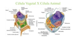Célula Vegetal X Célula Animal
 