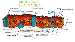 MEMBRANA
PLASMÁTICA
 