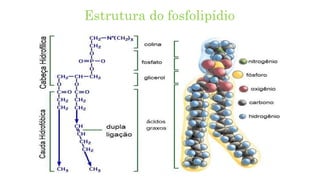 Estrutura do fosfolipídio
 