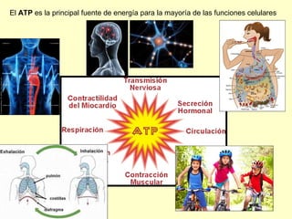 El ATP es la principal fuente de energía para la mayoría de las funciones celulares
 