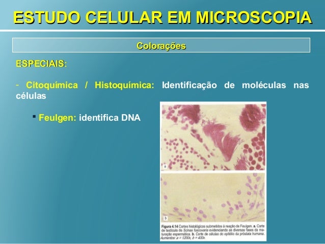 Biologia celular métodos de estudo em biologia celular parte 1
