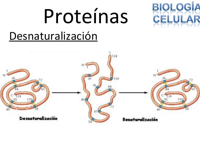 Biologia celular unidad i