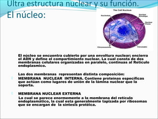 Ultra estructura nuclear y su función. 
El núcleo: 
El núcleo se encuentra cubierto por una envoltura nuclear; encierra 
el ADN y define el compartimiento nuclear. La cual consta de dos 
membranas celulares organizadas en paralelo, continuas al Retículo 
endoplasmico. 
Las dos membranas representan distinta composición: 
 MEMBRANA NUCLEAR INTERNA. Contiene proteínas específicas 
que actúan como lugares de unión de la lámina nuclear que la 
soporta. 
 MEMBRANA NUCLEAR EXTERNA 
La cual se parece enormemente a la membrana del retículo 
endoplasmático, la cual esta generalmente tapizada por ribosomas 
que se encargan de la síntesis protéica. 
 
