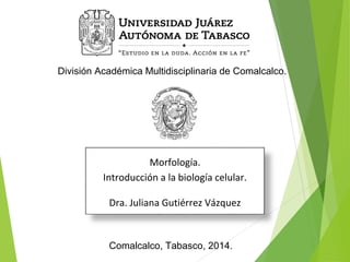 División Académica Multidisciplinaria de Comalcalco. 
Morfología. 
Introducción a la biología celular. 
Dra. Juliana Gutiérrez Vázquez 
Comalcalco, Tabasco, 2014. 
 