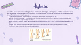 La palabra cromosoma procede del griego y su significado etimológico es “cuerpo que se tiñe”. Los cromosomas
son estructuras fundamentales a nivel biológico, ya que, en ellos se encuentran contenidas las unidades básicas
de la información genética, los genes.
• Karl Wilhem von Nageli. Botánico suizo, primero en observar lo cromosoma en 1842
• Walther Flemming, biólogo y fisiólogo alemán. Descubrió el comportamiento de los cromosomas durante la
mitosis, así como su capacidad para teñirse
• Walter, Sutton y Theodor Boveri responsables del establecimiento de la Teoría Cromosómica de la Herencia en
1991
• Thomas Hunt Morgan confirmo la teoría cromosómica de la Herencia y el patrón de la herencia ligado a X
mediante cruces mono híbridos con D melanogaster
 