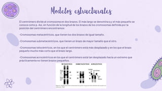 El centrómero divide al cromosoma en dos brazos. El más largo se denomina q y el más pequeño se
conoce como p. Así, en función de la longitud de los brazos de los cromosomas definida por la
posición del centrómero encontramos:
-Cromosomas metacéntricos, que tienen los dos brazos de igual tamaño.
-Cromosomas submetacéntricos, que tienen un brazo de mayor tamaño que el otro.
-Cromosomas telocéntricos, en los que el centrómero está más desplazado y en los que el brazo
pequeño mucho más corto que el brazo largo.
-Cromosomas acrocéntricos en los que el centrómero está tan desplazado hacia un extremo que
prácticamente no tienen brazos pequeños.
 