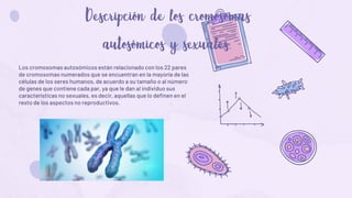 Los cromosomas autosómicos están relacionado con los 22 pares
de cromosomas numerados que se encuentran en la mayoría de las
células de los seres humanos, de acuerdo a su tamaño o al número
de genes que contiene cada par, ya que le dan al individuo sus
características no sexuales, es decir, aquellas que lo definen en el
resto de los aspectos no reproductivos.
 