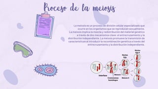 01
La meiosis es un proceso de división celular especializado que
ocurre en los organismos que se reproducen sexualmente.
La meiosis implica la mezcla y redistribución del material genético
a través de dos mecanismos clave: el entrecruzamiento y la
distribución independiente. La meiosis promueve la transmisión de
características al introducir la recombinación genética a través del
entrecruzamiento y la distribución independiente.
 