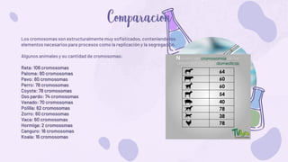 Los cromosomas son estructuralmente muy sofisticados, conteniendo los
elementos necesarios para procesos como la replicación y la segregación.
Algunos animales y su cantidad de cromosomas:
Rata: 106 cromosomas
Paloma: 80 cromosomas
Pavo: 80 cromosomas
Perro: 78 cromosomas
Coyote: 78 cromosomas
Oso pardo: 74 cromosomas
Venado: 70 cromosomas
Polilla: 62 cromosomas
Zorro: 60 cromosomas
Vaca: 60 cromosomas
Hormiga: 2 cromosomas
Canguro: 16 cromosomas
Koala: 16 cromosomas
 