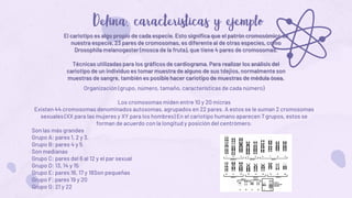 El cariotipo es algo propio de cada especie. Esto significa que el patrón cromosómico de
nuestra especie, 23 pares de cromosomas, es diferente al de otras especies, como
Drosophila melanogaster (mosca de la fruta), que tiene 4 pares de cromosomas.
Técnicas utilizadas para los gráficos de cardiograma. Para realizar los análisis del
cariotipo de un individuo es tomar muestra de alguno de sus tdejios, normalmente son
muestras de sangre, también es posible hacer cariotipo de muestras de médula ósea.
Organización (grupo, número, tamaño, características de cada número)
Los cromosomas miden entre 10 y 20 micras
Existen 44 cromosomas denominados autosomas, agrupados en 22 pares. A estos se le suman 2 cromosomas
sexuales (XX para las mujeres y XY para los hombres) En el cariotipo humano aparecen 7 grupos, estos se
forman de acuerdo con la longitud y posición del centrómero.
Son las más grandes
Grupo A: pares 1, 2 y 3.
Grupo B: pares 4 y 5
Son medianas
Grupo C: pares del 6 al 12 y el par sexual
Grupo D: 13, 14 y 15
Grupo E: pares 16, 17 y 18Son pequeñas
Grupo F: pares 19 y 20
Grupo G: 21 y 22
 