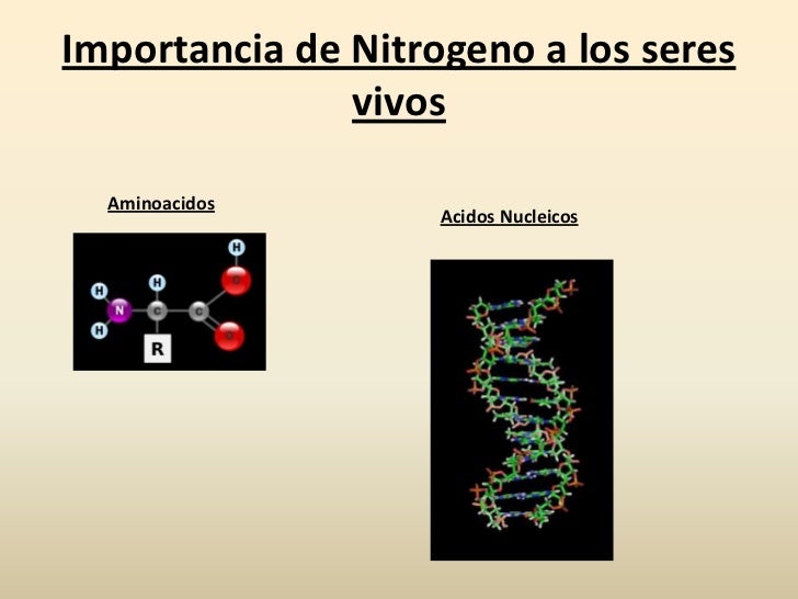 Biologia chile ciclo de nitrogeno