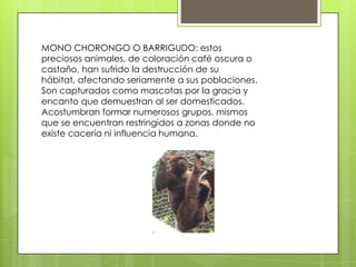 MONO CHORONGO O BARRIGUDO: estos
preciosos animales, de coloración café oscura o
castaño, han sufrido la destrucción de su
hábitat, afectando seriamente a sus poblaciones.
Son capturados como mascotas por la gracia y
encanto que demuestran al ser domesticados.
Acostumbran formar numerosos grupos, mismos
que se encuentran restringidos a zonas donde no
existe cacería ni influencia humana.
 