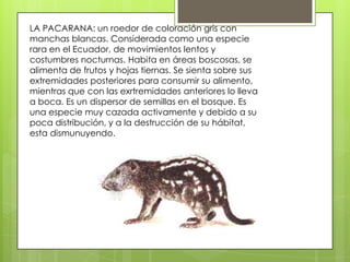 LA PACARANA: un roedor de coloración gris con
manchas blancas. Considerada como una especie
rara en el Ecuador, de movimientos lentos y
costumbres nocturnas. Habita en áreas boscosas, se
alimenta de frutos y hojas tiernas. Se sienta sobre sus
extremidades posteriores para consumir su alimento,
mientras que con las exrtremidades anteriores lo lleva
a boca. Es un dispersor de semillas en el bosque. Es
una especie muy cazada activamente y debido a su
poca distribución, y a la destrucción de su hábitat,
esta dismunuyendo.
 