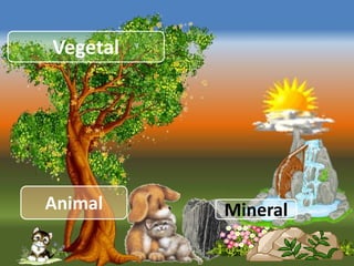 Vegetal




Animal    Mineral
 