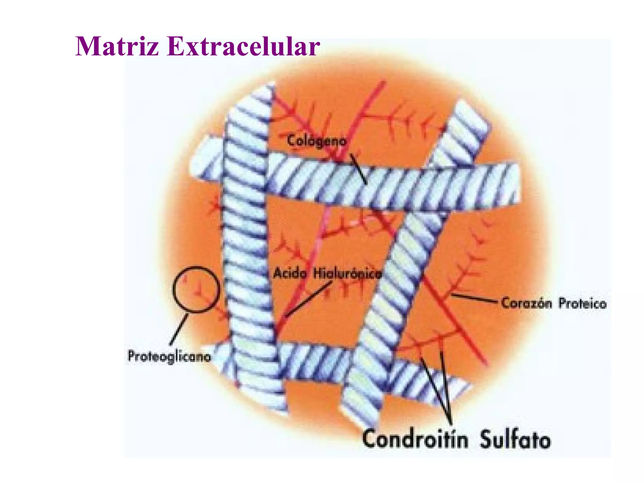 Matrix Celular matriz extracelular | PPT